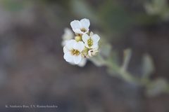 Christolea crassifolia